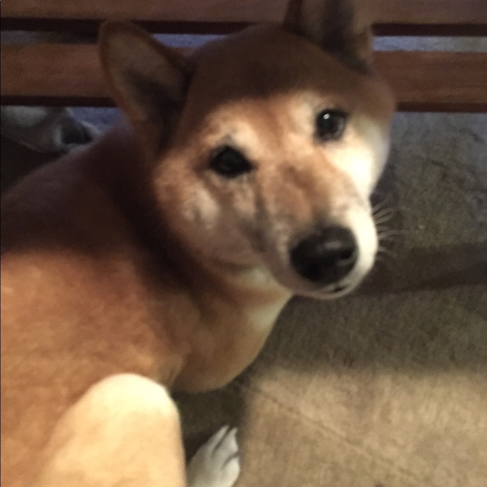 Meet your Posher, Shannon