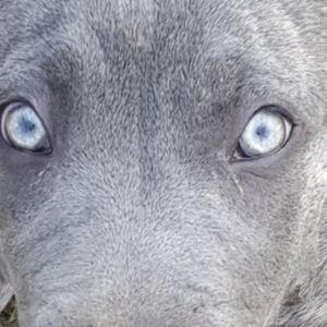 Meet your Posher, Roberta