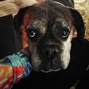 Meet your Posher, Cheyenne