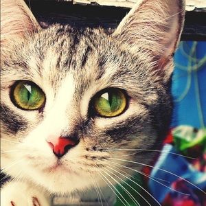 Meet your Posher, Linh