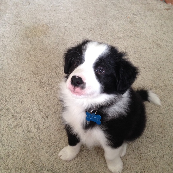 Meet your Posher, Andie - Picture 1 of 1