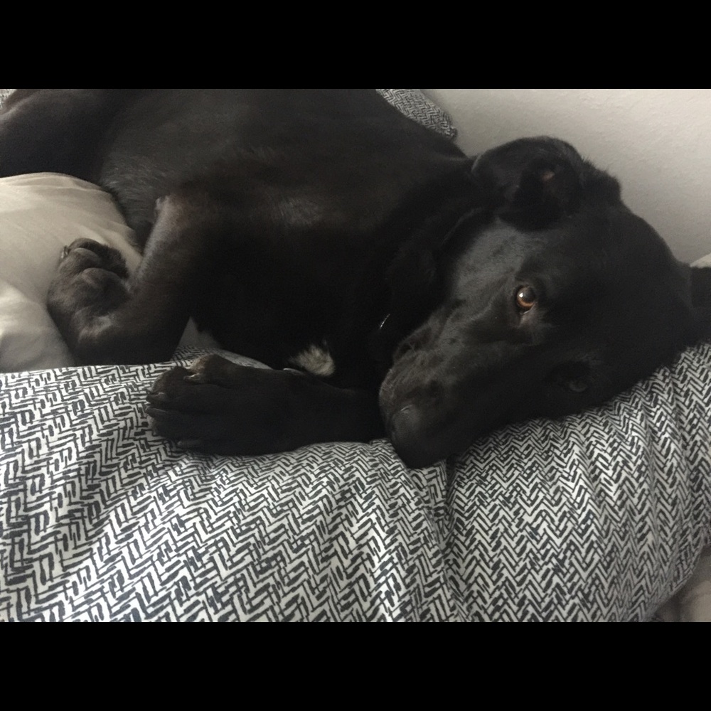 Meet your Posher, Bailey