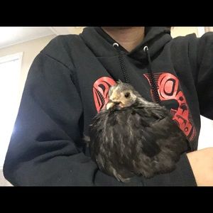 Meet your Posher, Zintkala