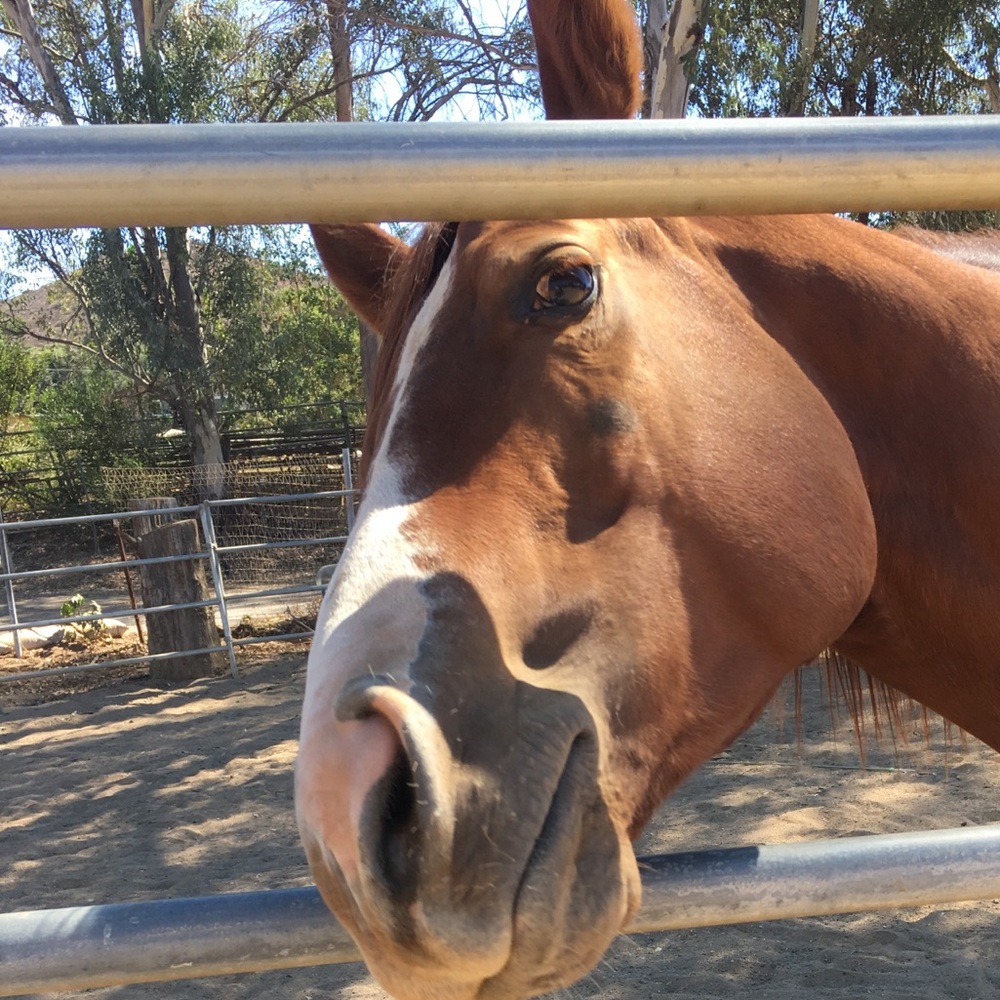 Meet your Posher, Wendy