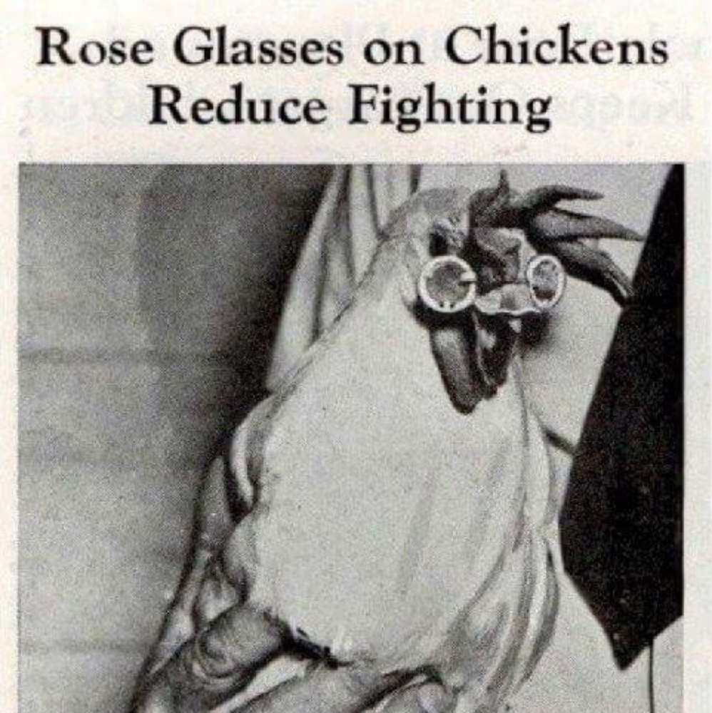 Don't chicken out! Make me an offer!