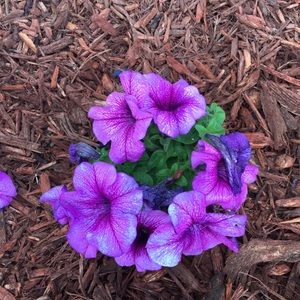 Meet your Posher, Sofia