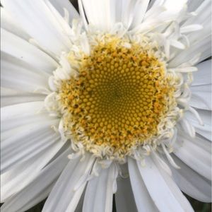 Meet your Posher, Shaileen