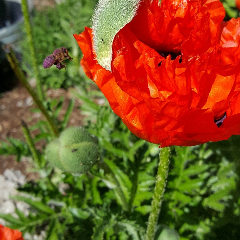 Meet your Posher, Nikki