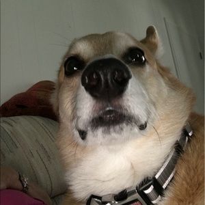 Meet your Posher, A. l.