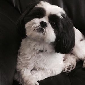 Meet your Posher, Pamela