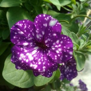 Meet your Posher, Marcy