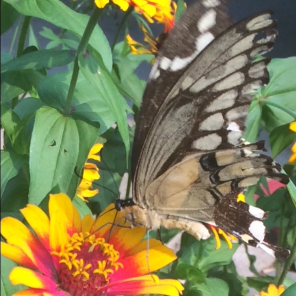 Meet your Posher, Kari