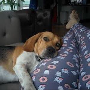 Rescue Strong Dogs, Donuts, and Coffee Leggings