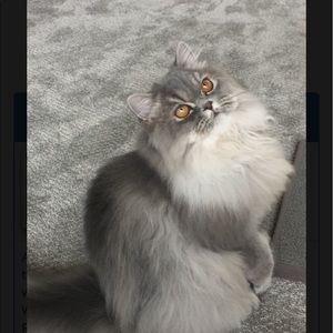 Meet your Posher, Bennie