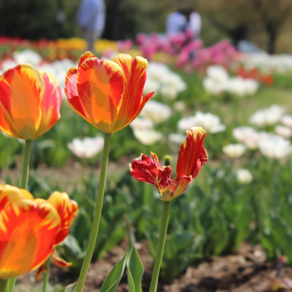 Meet your Posher, Viv