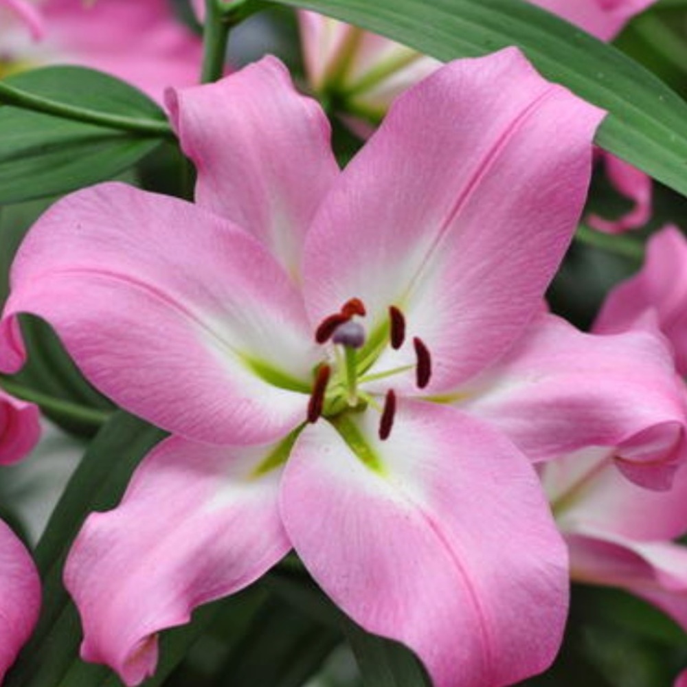 Meet your Posher, Liliya