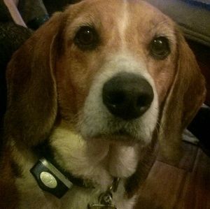 Meet your Posher, Alexa