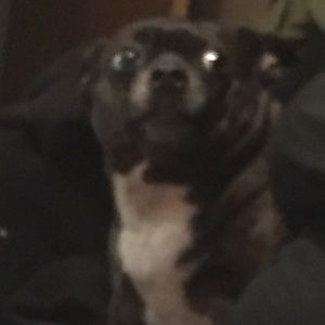 Meet your Posher, Alex