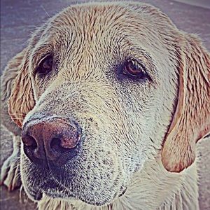 Meet your Posher, Luis