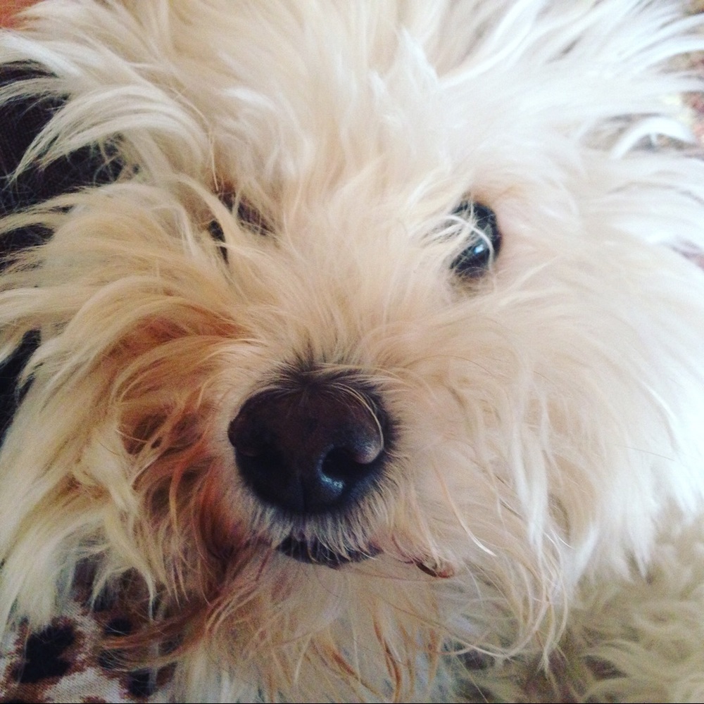 Meet your Posher, Leslie