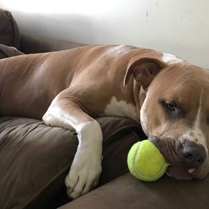 Meet your Posher, Lou