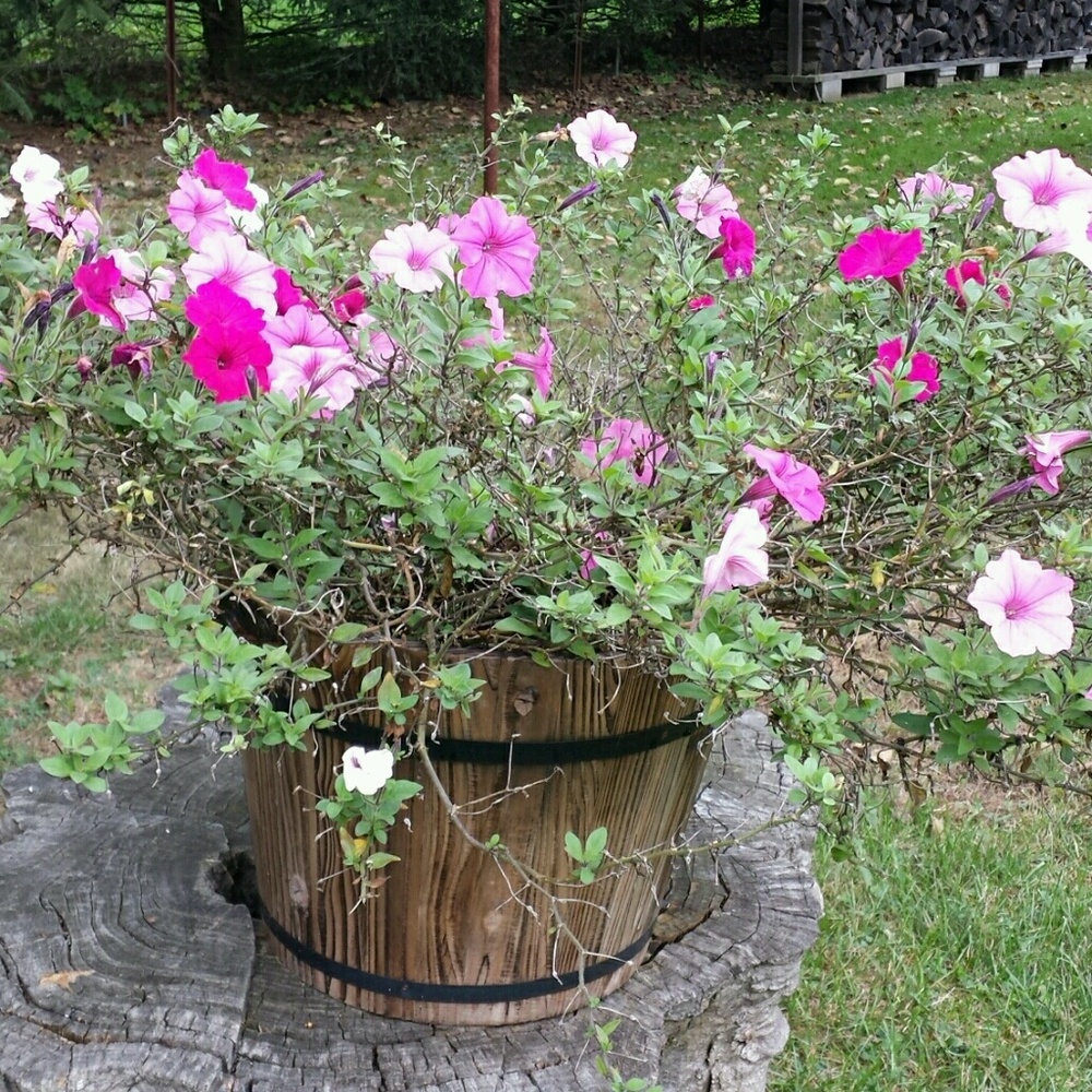 Meet your Posher, Cecilia