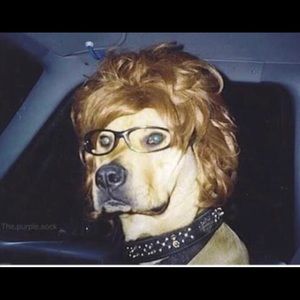 Meet your Posher, Bailey