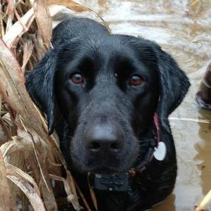 Meet your Posher, Phillip