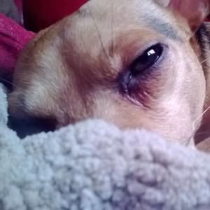 Meet your Posher, Lucee monsoon