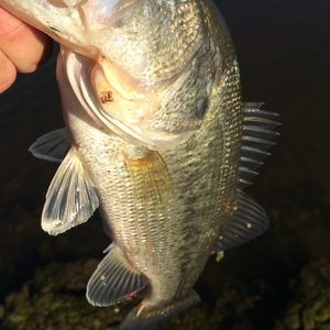 Meet your Posher, Hunter