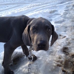 Meet your Posher, Maxwell