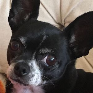 Meet your Posher, Donna