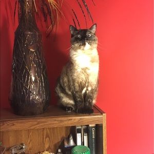 Meet your Posher, Alanna