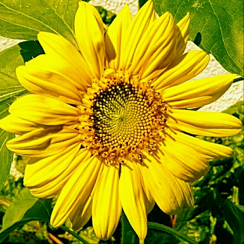 Meet your Posher, Joy