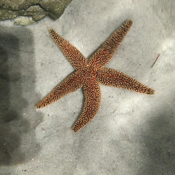 Meet your Posher, Angelica - Picture 1 of 1