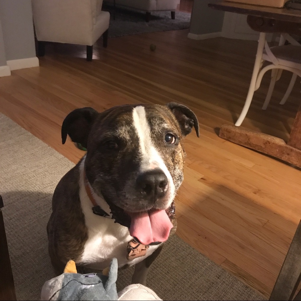 Meet your Posher, Allie