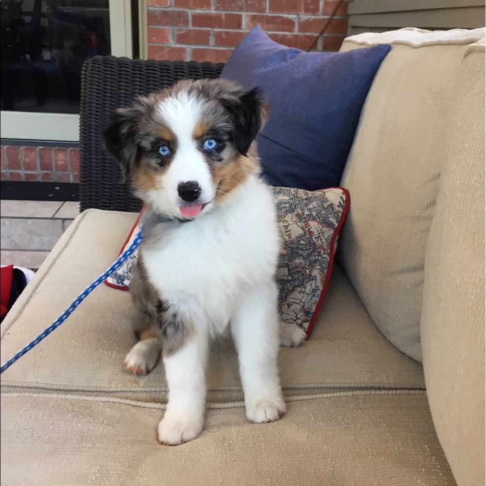 Meet your Posher, Penny