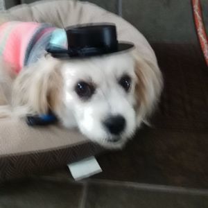 Meet your Posher, Elizabeth