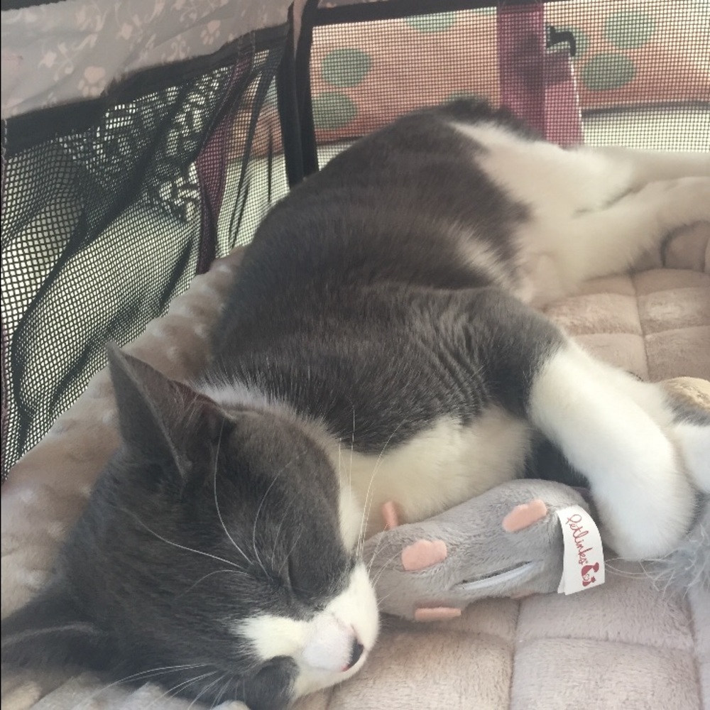 Meet your Posher, Mia