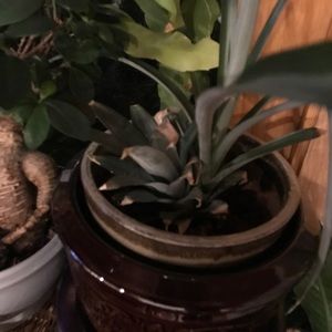 Meet your Posher, Joey