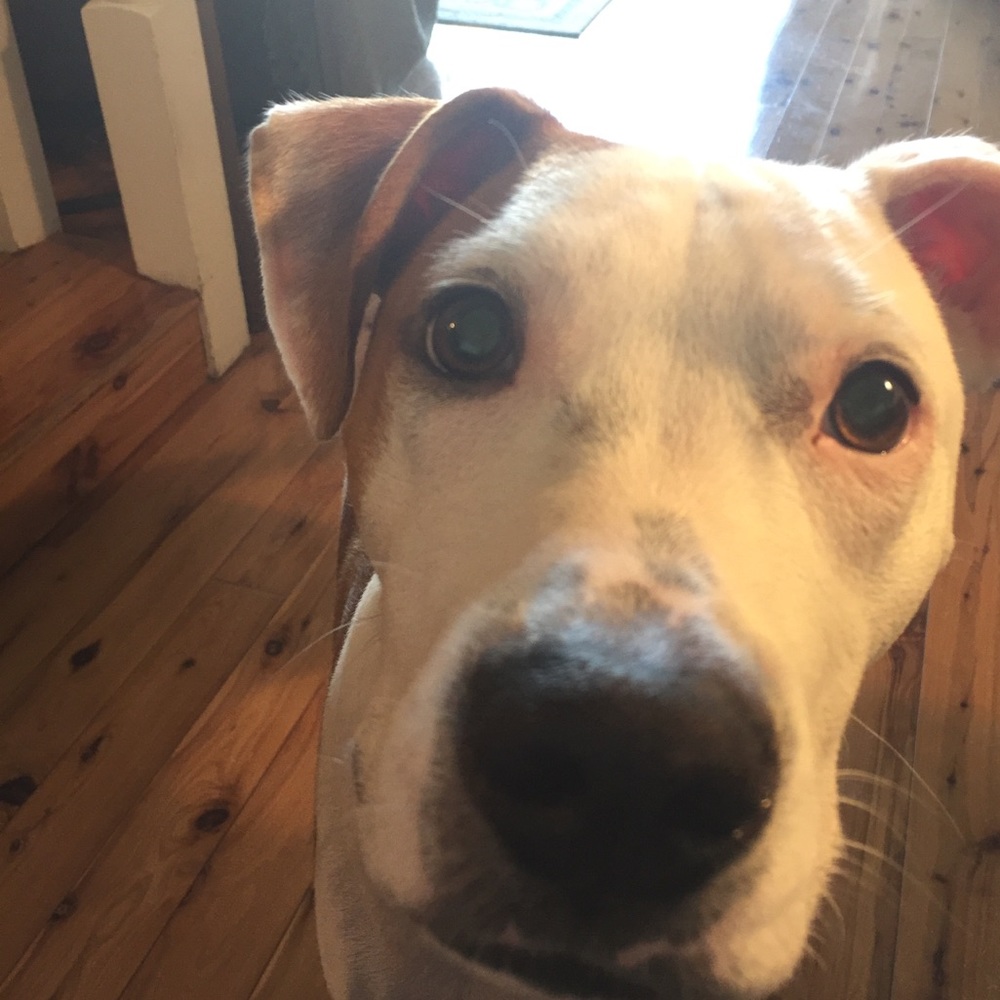 Meet your Posher, Sunshine