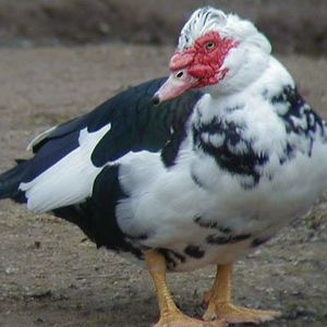 Meet your Posher, Joni