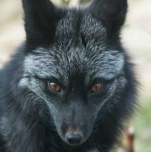 Meet your Posher, Rose