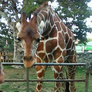 Meet your Posher, Teddie