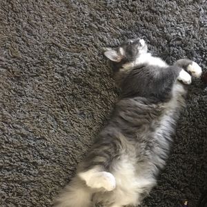 Meet your Posher, Michael