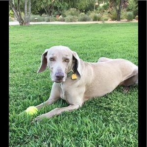 Meet your Posher, Ervin