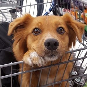 Meet your Posher, Evan