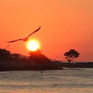 Meet your Posher, Violeta