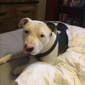 Meet your Posher, Armando