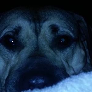 Meet your Posher, Robin